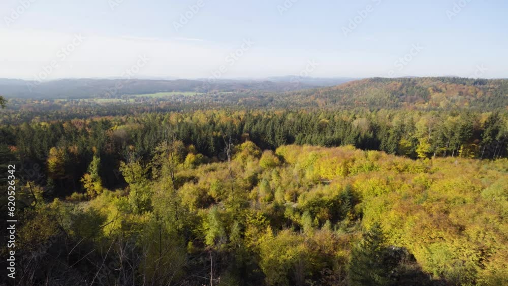 A thick coniferous forest on a sunny day - top view