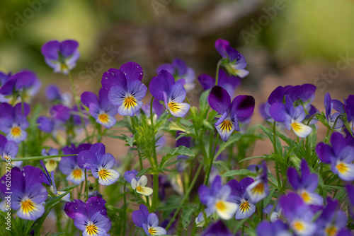 pansies yellow and purple 