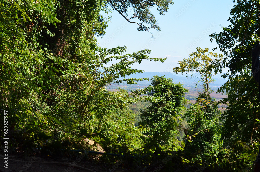 Obraz premium tree in the forest