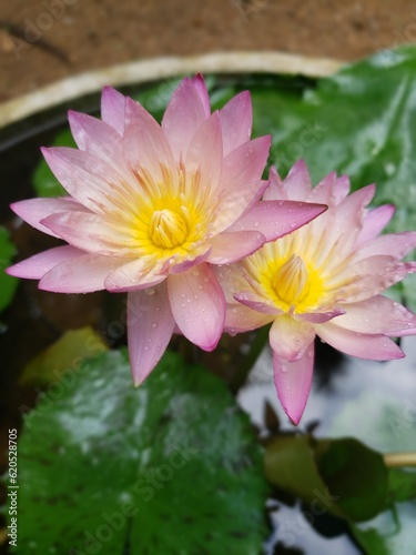 pink water lily