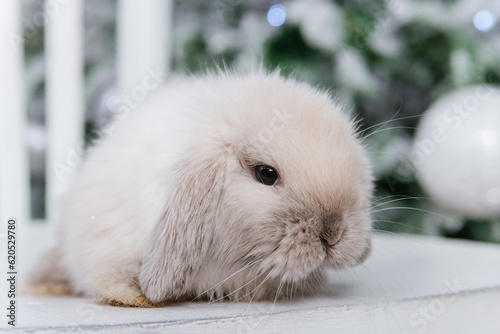 White fluffy rabbit on the bokeh background of the Christmas tree.