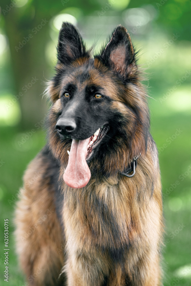 Portrait of dog german shepherd on green background Portrait of dog german shepherd on green background
