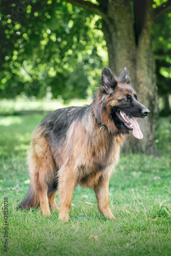 German shepherd dog stands on the grass in the park