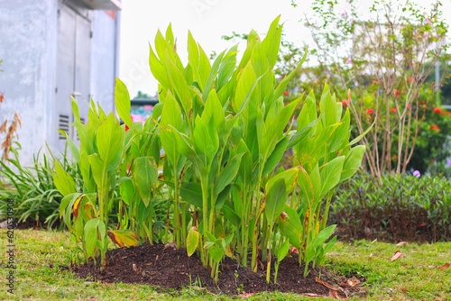 Canna lily plant or canna generalis bailey pink flower in the garden design.