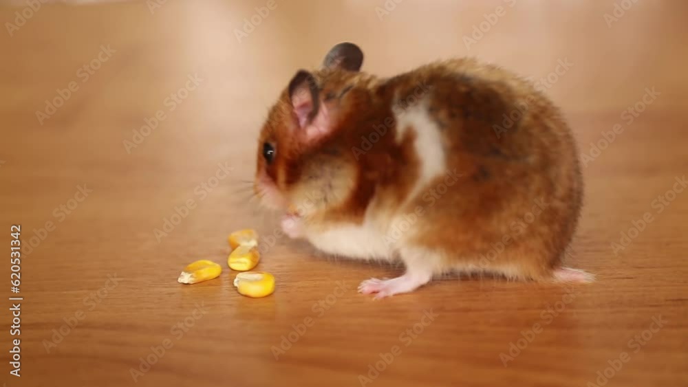 The golden hamster holds grains in his hands. A hungry hamster collects