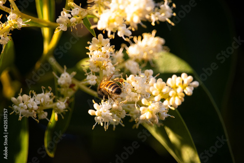 Wildbiene an blühendem glänzendem Liguster photo