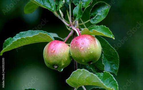unripe apples in Orchard after the morning rain in summer