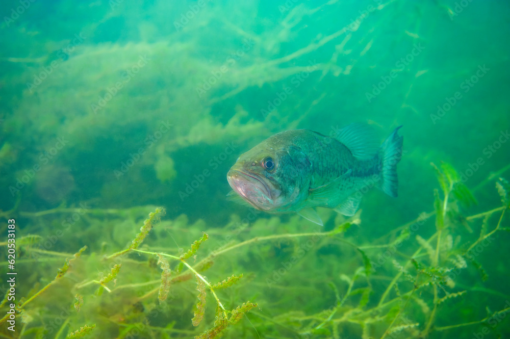 Largemouth bass swimming in a Michigan inland lake Largemouth bass swimming in a Michigan inland lake