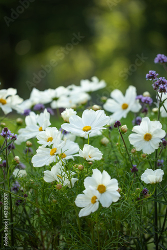 onętek, kwiaty kosmos i werbena patagońska w wiejskim ogrodzie, łąka kwietna, flower meadow