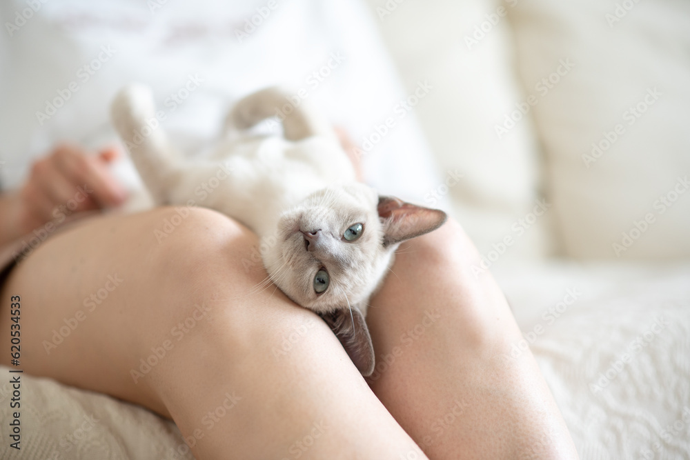 a light beige Abyssinian kitten lies on the owner's lap and looks at the camera. Portrait of a cat