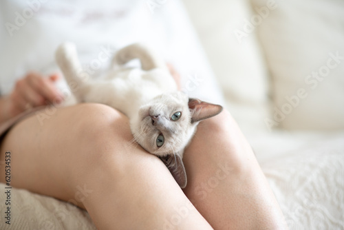 Fototapeta a light beige Abyssinian kitten lies on the owner's lap and looks at the camera
