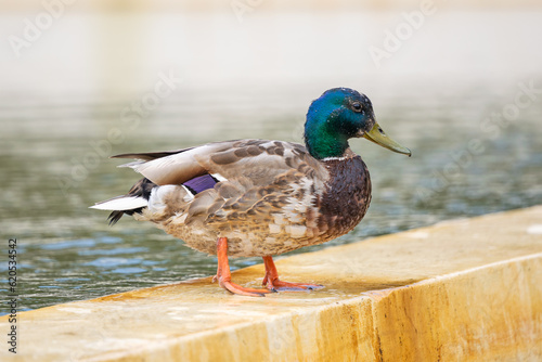 Bird duck drake beautifully stands near the water