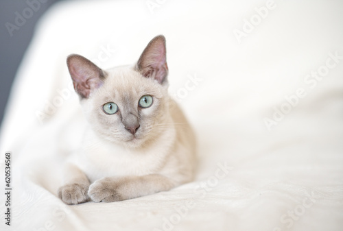 a light beige Abyssinian kitten lies on the sofa and looks at the camera. Portrait of a cat