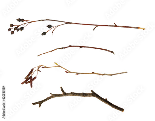 Set of dry twigs isolated on white or transparent background