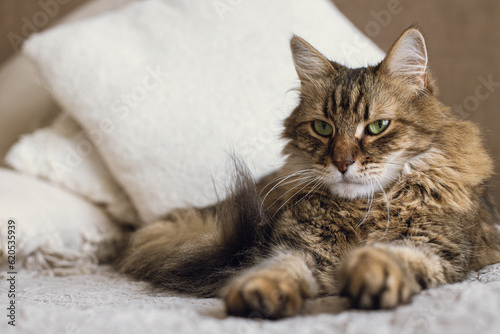 Portrait of adorable serious tabby cat relaxing on blanket and pillows. Cute cat lying on bed in stylish modern room. Pet and cozy home. Mixed breed Maine Coon looking at camera © sonyachny