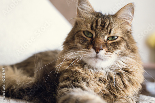 Portrait of adorable serious tabby cat relaxing on blanket and pillows. Cute cat lying on bed in stylish modern room. Pet and cozy home. Mixed breed siberian feline looking at camera