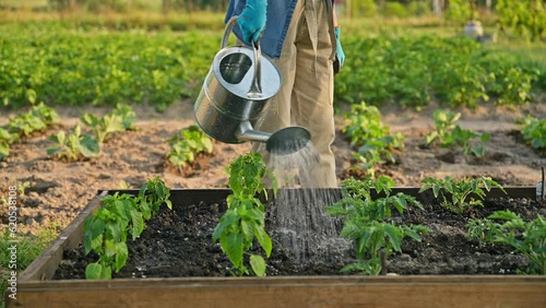 Woman is watering garden bed with young plants, tomatoes, peppers