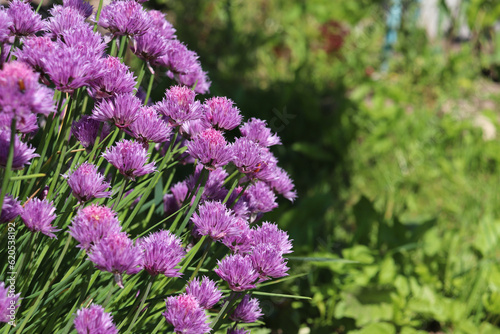 honey plant Chives in garden on a sunny day, scientific name Allium schoenoprasum, is a species of flowering plant in the family Amaryllidaceae. 