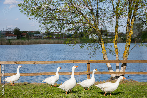 A gaggle of geese walking near to the Tychero Lake in Soufli region Evros Greece photo