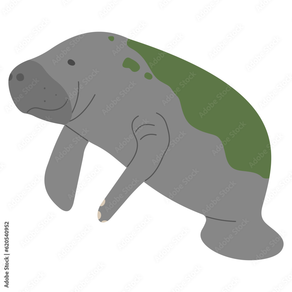 Manatee Single 1 cute on a white background, vector illustration Manatee Single 1 cute on a white background, vector illustration