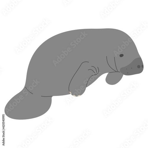 Manatee Single 10 cute on a white background, vector illustration