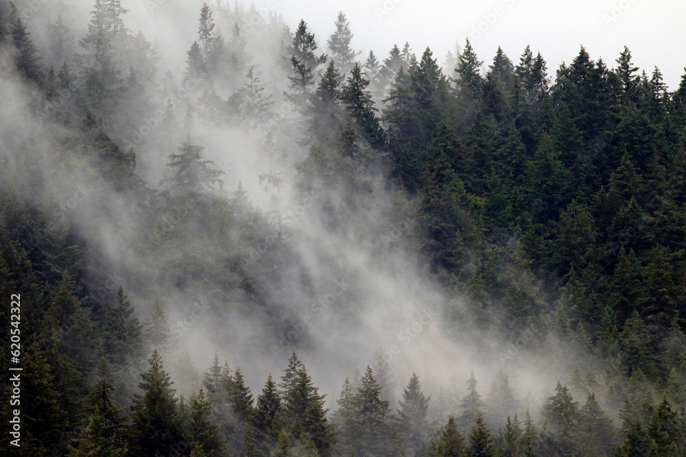 le brouillard se lève sur la forêt de conifères le brouillard se lève sur la forêt de conifères