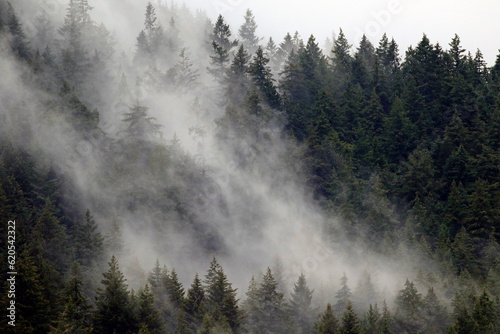 le brouillard se lève sur la forêt de conifères © Pascal Huot