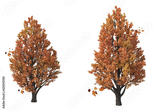 beautiful trees in autumn