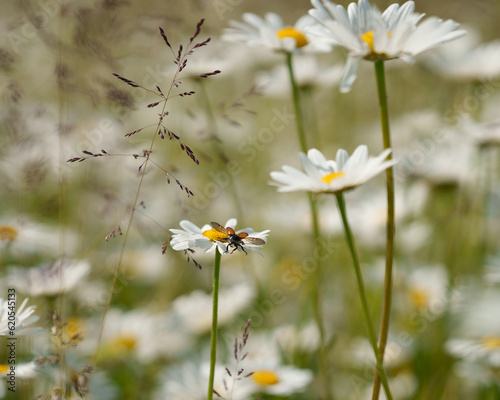 Daisy Meadow in Full Bloom