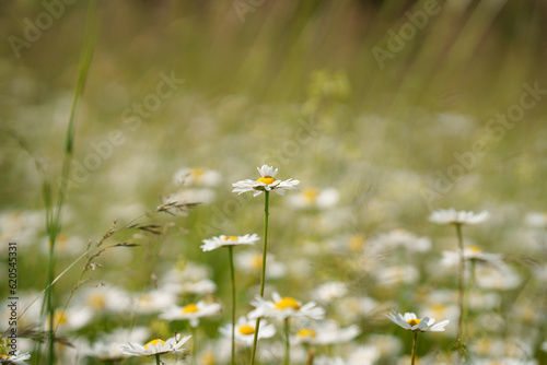Daisy Meadow in Full Bloom