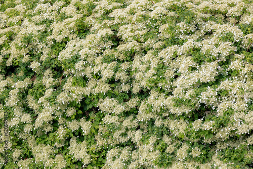 Selective focus of white flower Climbing hydrangea covered the house wall with green leaves, Hydrangea petiolaris is a species of flowering plant in the family Hydrangeaceae, Nature floral background. photo