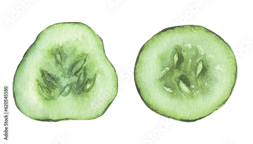 watercolor hand-drawn two green slices of cucumber separate on a white background