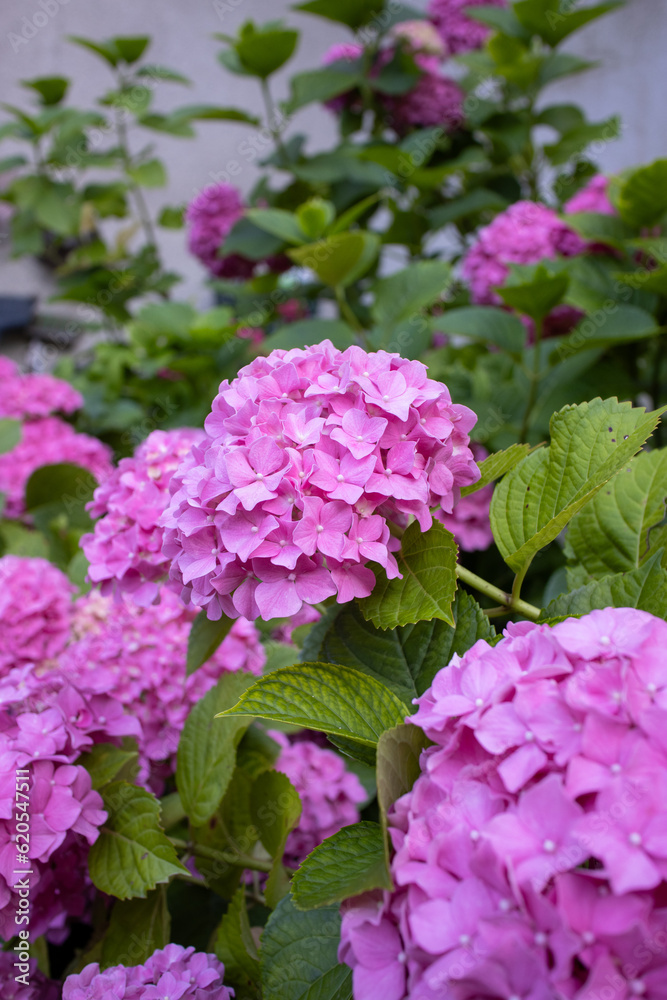 A shrubs of blooming colorful vibrant pink hydrangea flowers on its tree with its green leaves. Blurry nature bokeh in background. The flowers is blooming throughout summer and into fall A shrubs of blooming colorful vibrant pink hydrangea flowers on its tree with its green leaves. Blurry nature bokeh in background. The flowers is blooming throughout summer and into fall