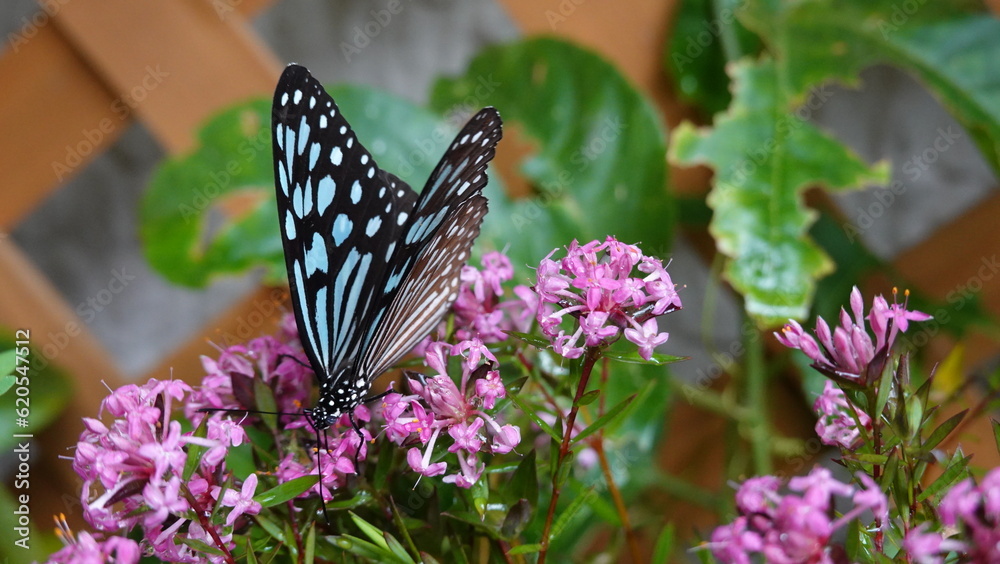 Naklejka premium 蝶