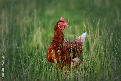 happy free range single chicken in the meadow