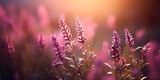Lavender flowers - Sunset over a summer purple lavender field, generative Ai