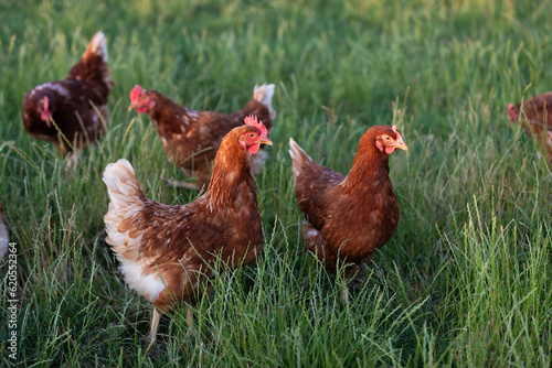 happy free range chicken in the meadow