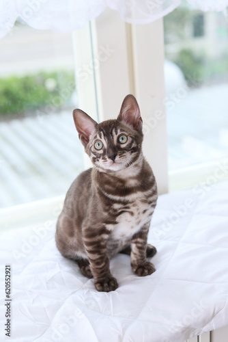 brown kitten bengal cat