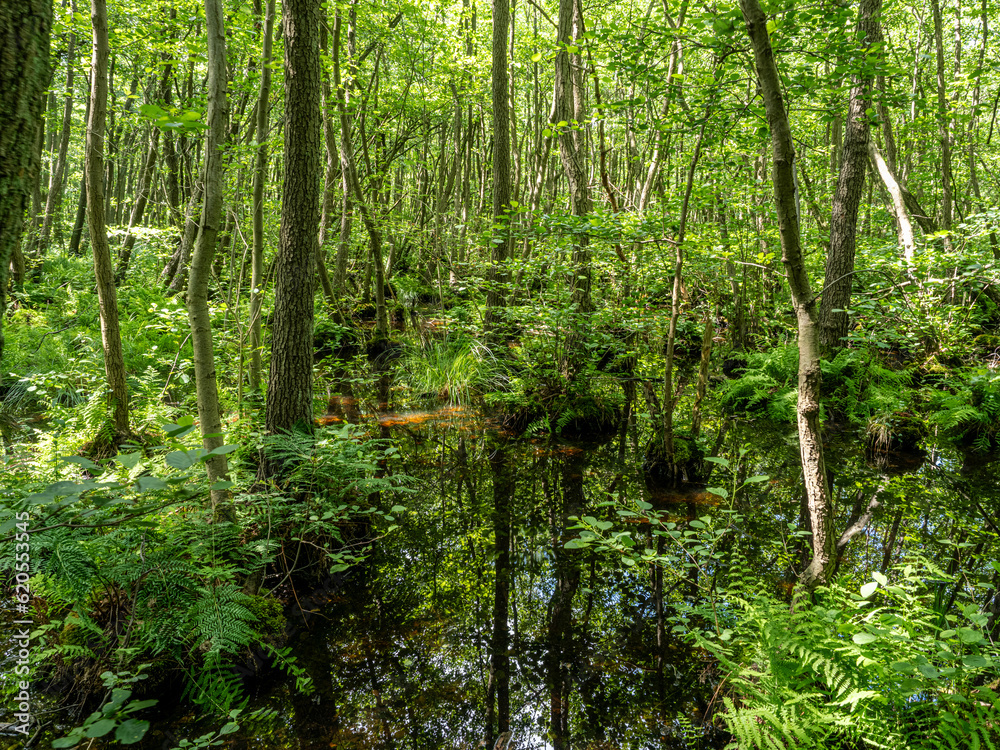 Obraz premium Landschaft