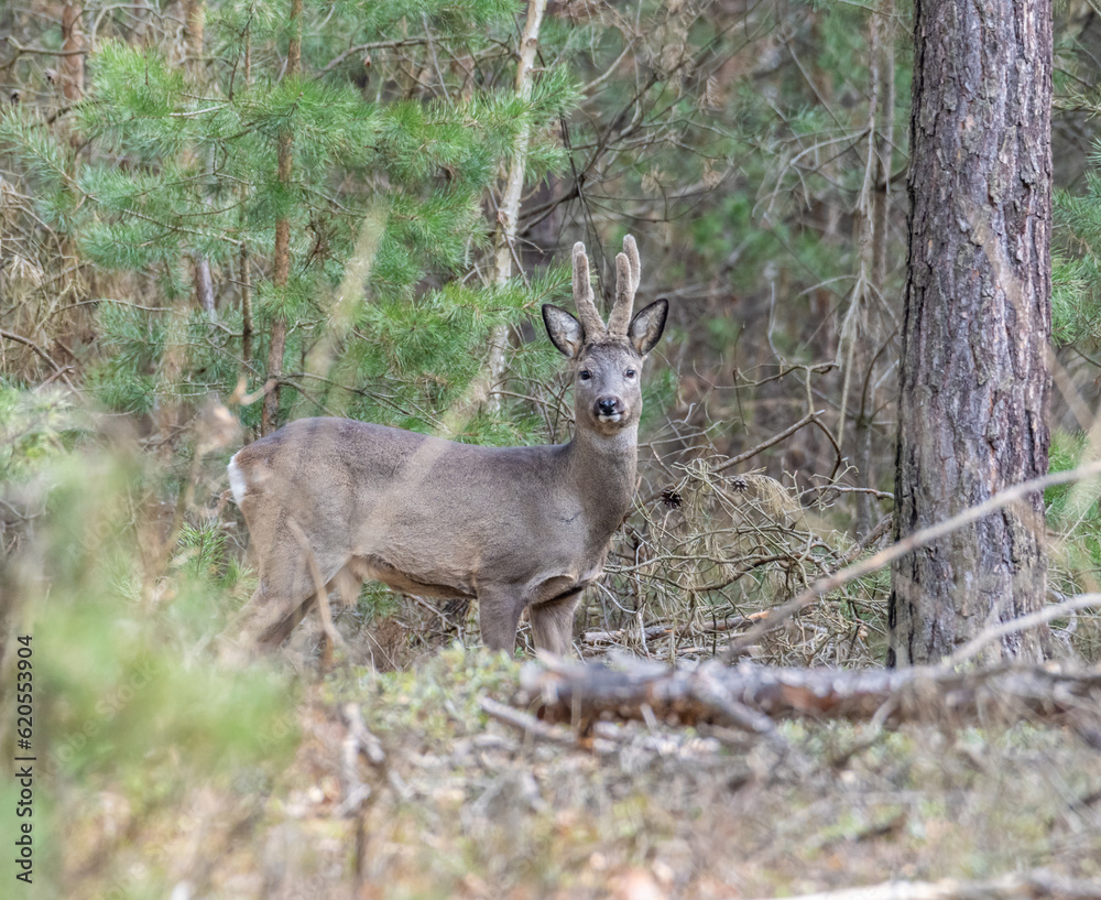 Obraz premium A male roe deer standing among the trees in the forest