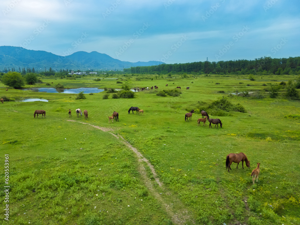 Drone view of grazing horses with foals in a meadow against the background of mountains. Beautiful rural landscape with horses on top. Herd of horses on a green meadow
