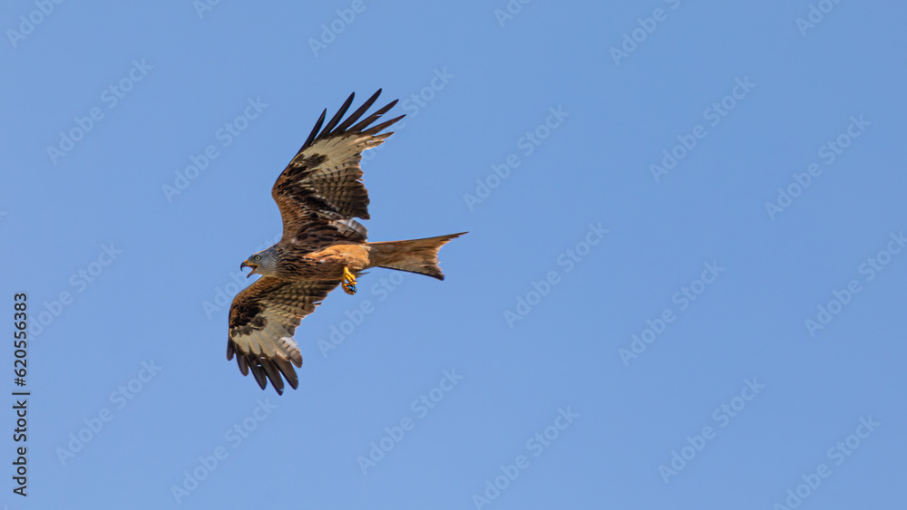 Obraz premium Rotmilan im Flug