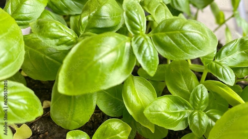 fresh basil leaves growing in my garden. fresh basil leaves growing in my garden.