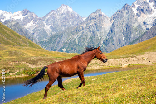 horse running in the green grass on a background of mountains. Trekking and travel in Georgia © photosaint