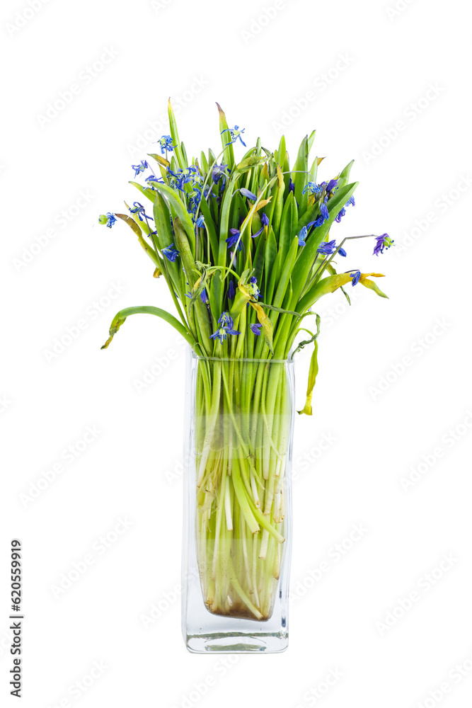 Vilted bouquet Scilla blue flowers in a glass jar isolated on white background. Vilted bouquet Scilla blue flowers in a glass jar isolated on white background.
