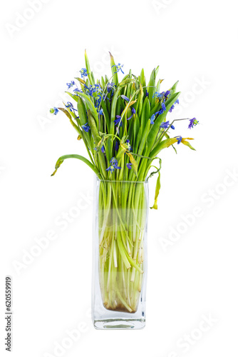 Vilted bouquet Scilla blue flowers in a glass jar isolated on white background.
