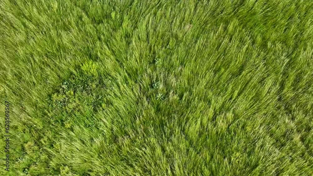 Waves of wind rolling through the grass. View from top. Cinematic drone flight