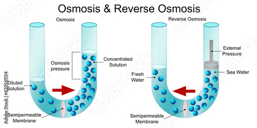 Osmosis and reverse osmosis diagram