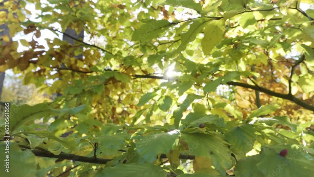 Sun shines through colorful leaves - closeup on the leaves Sun shines through colorful leaves - closeup on the leaves