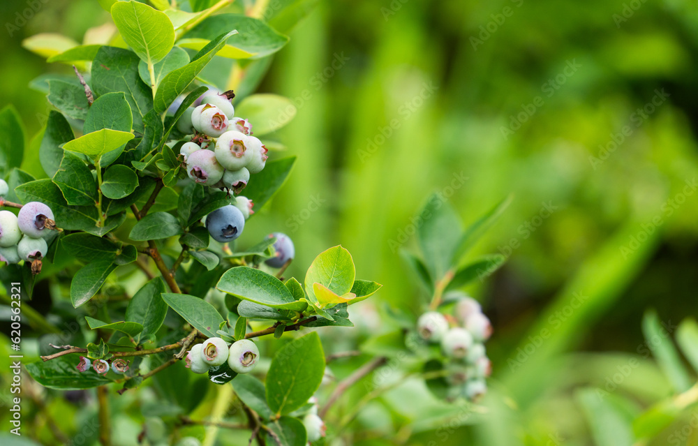 agriculture, america berry, antioxidant, berberis American blueberry bush, Vaccinium corymbosum, Huckleberry, Bilberry, Mooseberry agriculture, america berry, antioxidant, berberis American blueberry bush, Vaccinium corymbosum, Huckleberry, Bilberry, Mooseberry